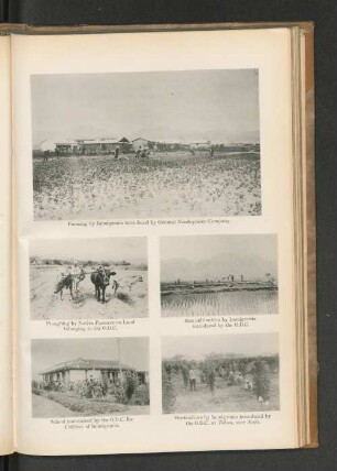 Rice cultivation by Immigrants introduced by the O.D.C.