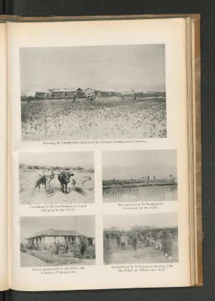 Rice cultivation by Immigrants introduced by the O.D.C.