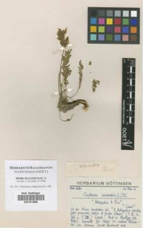 Oxytropis campestris (L.) DC.