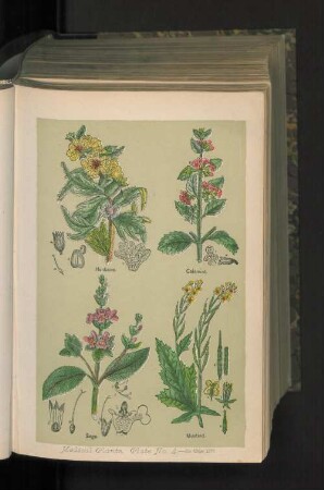 Medical Plants. Plate No. 4.