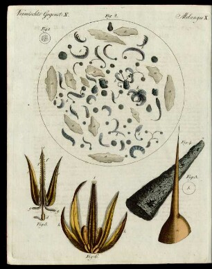 Mikroscopische Gegenstände.