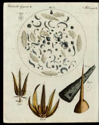 Mikroscopische Gegenstände.