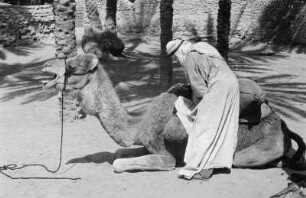 Beladen eines Dromedars : Ein Tuareg belädt sein Dromedar