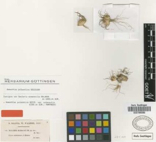 Ammochloa palaestina Boiss. var. subacaulis (Balansa ex Coss. & T.Durand) Pampanini[isotype]