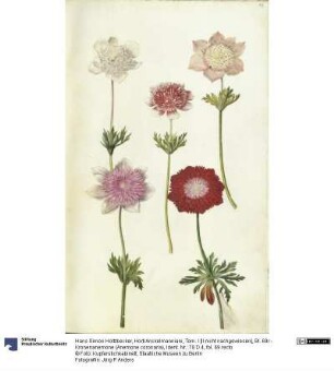 Horti Anckelmanniani, Tom. I [II nicht nachgewiesen], Bl. 69r - Kronenanemone (Anemone coronaria)