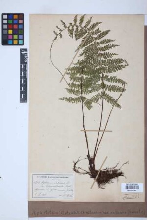 Asplenium radicans var. partitum (Klotzsch) Hieron.