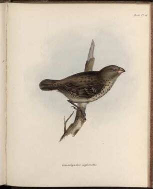 Pl. 41. [bis] Pl. 50