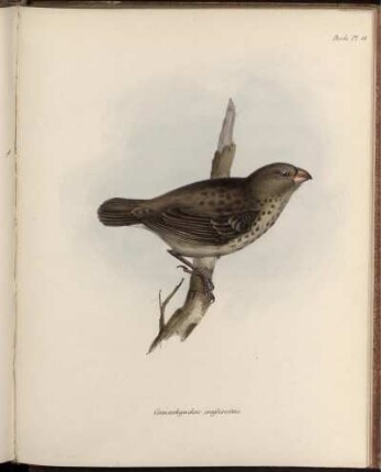 Pl. 41. [bis] Pl. 50