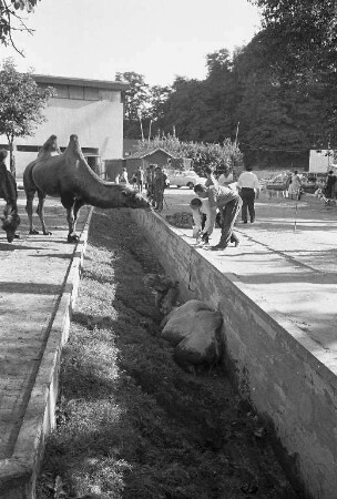 Unfall bei den Kamelen im Karlsruher Zoo.