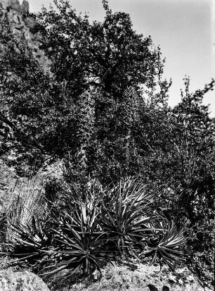 Pflanze Puya herzogii im Kanton Ancoma : Die in Bolvien endemische Art Puya herzogii vor weiteren Pflanzen im Kanton Ancoma