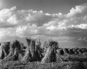 Worpswede. Wolken über einem Feld mit Getreidepuppen