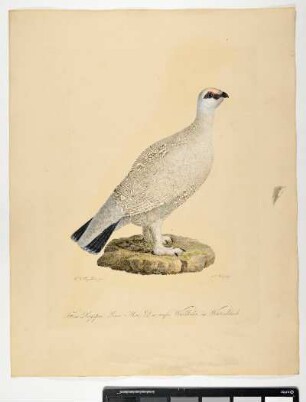 Tetrao Lagopus. Linn. Mas. Das weiße Waldhuhn im Winterkleide. - Moorschneehuhn. Lagopus lagopus; mas. - Zeichner: Johann Mathias Hergenröder; Stecher: Johann Carl Bock