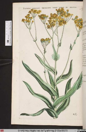 IACOBAEA AFRICANA FRUTESCENS FOLIO LONGO ET GLAUCO.