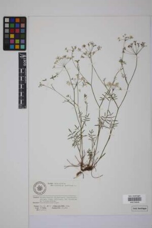 Pimpinella saxifraga L.