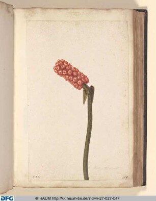 Fructus Trimarulati.