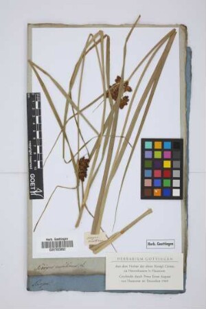 Scirpus maritimus L.