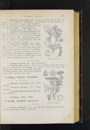 8. Gattung. Petersilie. Petroselinum.