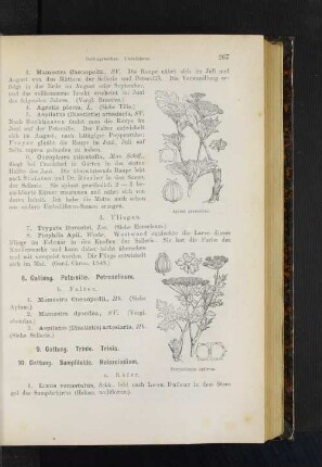 8. Gattung. Petersilie. Petroselinum.