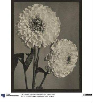Bonbon-Dahlie