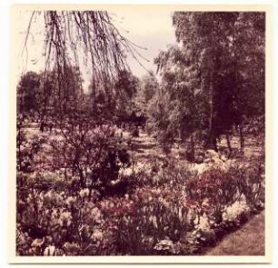 Bundesgartenschau 1955, Kassel: Pflanzen
