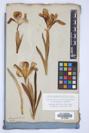 Iris pumila L.