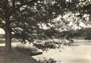 Moritzburger Teichgebiet. Eiche am Ufer eines Teiches