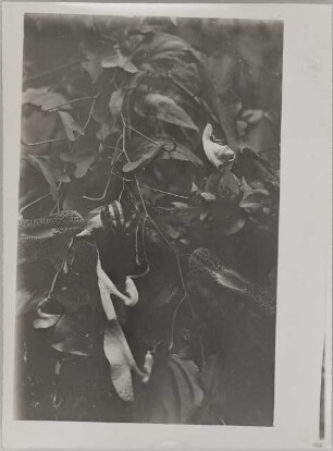 Aristolochia