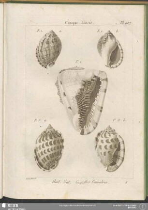Pl. 407. Casque. Cassis