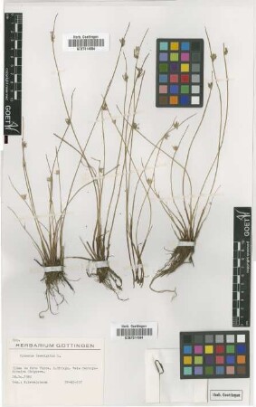 Cyperus laevigatus L.