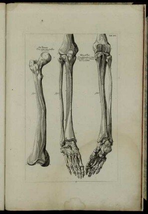 Tab. XVI. Os Formis. Das rechte Schenckelbein von vornen. fig. 1 – Tibia et Pes. Das Schienbein samt dem Fuß; von vornen und von hinten. fig. 2, fig. 3