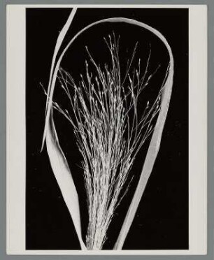 Straußgras (Agrostis)