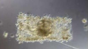 Lanice very early larva Helgoland 2013