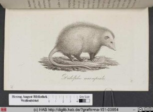 Didelphis Marsupialis/ Das Opossum.
