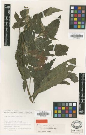 Aphelandra hieronymi Griseb. [syntype]