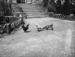 Dachshund und Hühner : Ein Kurzhaar-Dackel mit dem Namen Puck und ein Hahn (Gallus gallus domesticus Gmelin) fressen gemeinsam aus einer Schale, daneben ein Huhn.