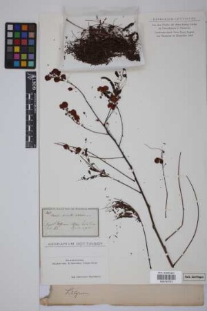 Acacia hirsuta Schltdl.