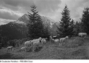 Im Wettersteingebirge