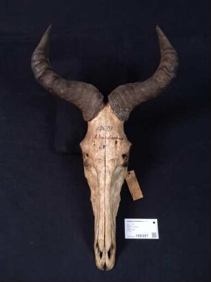 Alcelaphus buselaphus