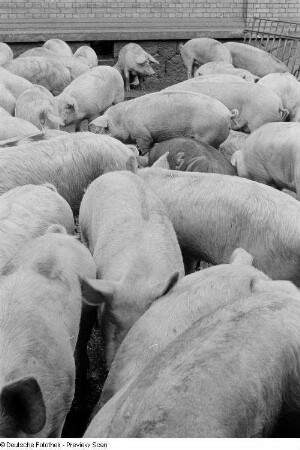 Schweine auf dem Hof eines Schlachthofs