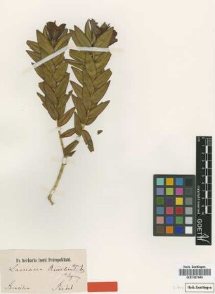 Lavoisiera riedeliana Cogn.