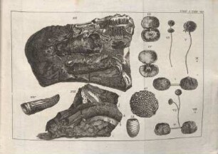 Tom I. Tab. VII.