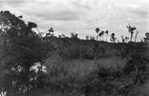 Palmen : Landschaftsaufnahme mit Palmen im Bundesstaat Mato Grosso.
