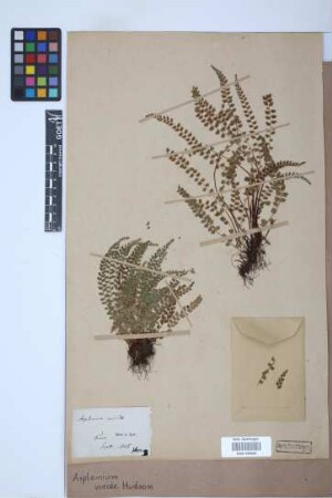 Asplenium viride Huds.