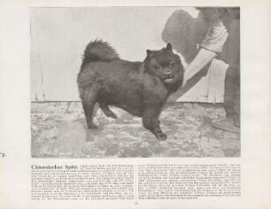 Chinesischer Spitz