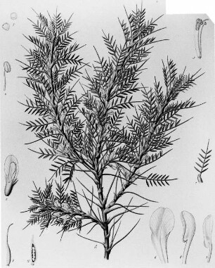 Traganth (Astralagus ascendens), farbig : Geographie | Wirtschaftsgeographie | Reizmittel, aetherische Öle und Duftstoffe liefernde Pflanzen | Tabak, Arzneipflanzen und Ölpflanzen