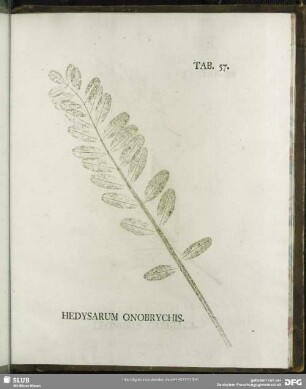 Tab. 57. Hedysarium Onobrychis. ( Esparsetthahnekopf)