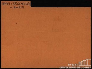 APFEL: Diverses SÄGEWESPE-ZWEIG