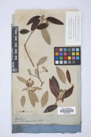 Ceanothus acuminata Link