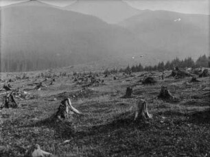 Gerodeter Wald : Blick über einen gerodeten Wald
