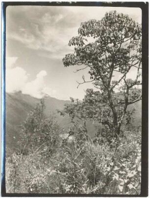 Pajonal-Vegetation der Yungas zwischen dem Río de La Paz und Irupana